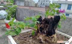 三角梅烂根怎么处理 三角梅烂根的方法