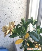 栀子花掉花苞怎么回事 栀子花掉花苞的解决方法