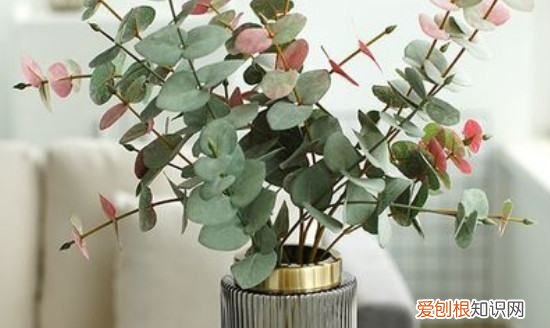 尤加利叶寓意，尤加利满天星寓意