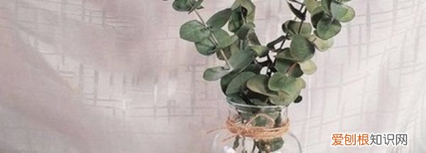 尤加利叶寓意，尤加利满天星寓意