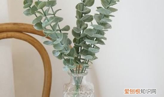 尤加利叶寓意，尤加利满天星寓意