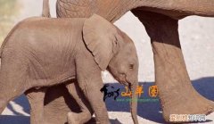 大象是哺乳动物 大象是不是哺乳动物