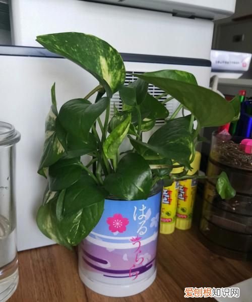 细叶绿萝养殖技巧，盆栽绿萝该如何养殖呢 盆栽绿萝养殖技巧