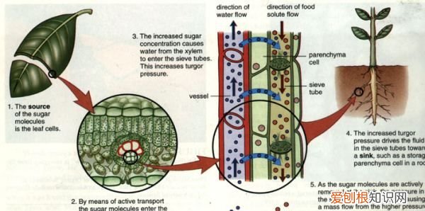 植物的韧皮部由什么组成 植物的韧皮部由哪些组成