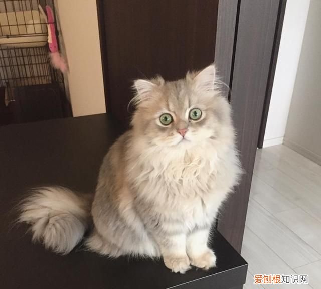 怎么判断母猫要生了 母猫要生小猫前有什么表现