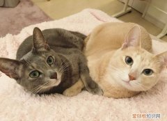 怎么判断母猫要生了 母猫要生小猫前有什么表现