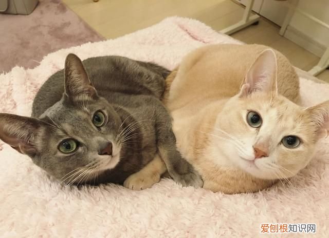 怎么判断母猫要生了 母猫要生小猫前有什么表现