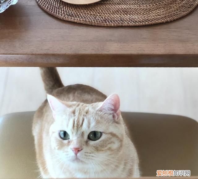 怎么判断母猫要生了 母猫要生小猫前有什么表现