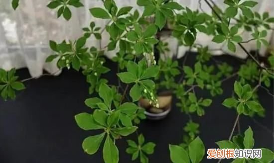 吊钟可以养多久，鲜切吊钟可以养多久