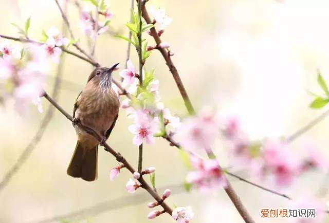 “春眠不觉晓处处闻啼鸟夜来风雨声花落知多少”是什么意思 花落知多少是哪首诗