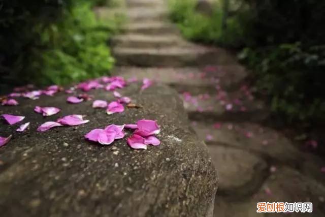 “春眠不觉晓处处闻啼鸟夜来风雨声花落知多少”是什么意思 花落知多少是哪首诗