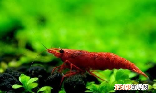 水草泥怎么清洗 水草泥是可以清洗的