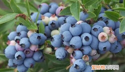 蓝莓种植技术方法是什么 蓝莓如何种植