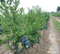 蓝莓种植技术方法是什么 蓝莓如何种植