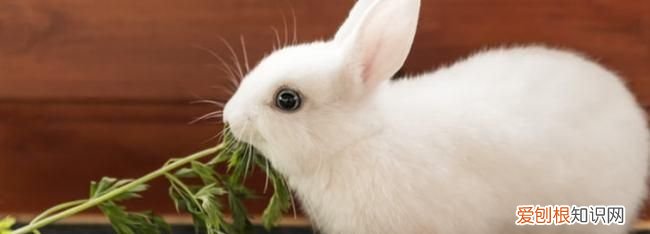 为什么兔子夏天容易死 夏天的兔子容易死是什么原因