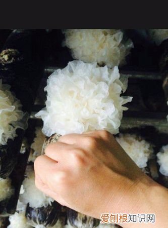 新鲜银耳吃前怎么处理去卟啉去毒 新鲜银耳怎么处理去毒