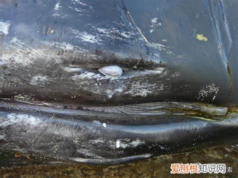 听说鲸鱼是哺乳动物，可它是通过什么方式来喂养小鲸鱼的呢 鲸鱼是哺乳动物吗