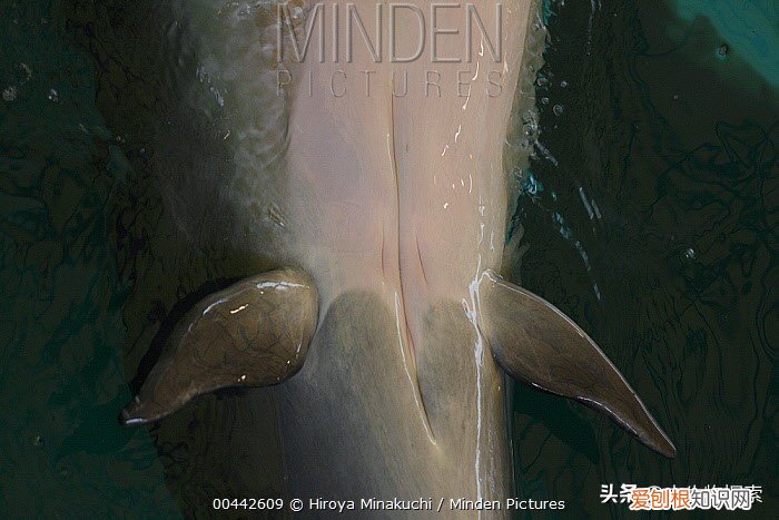 听说鲸鱼是哺乳动物，可它是通过什么方式来喂养小鲸鱼的呢 鲸鱼是哺乳动物吗