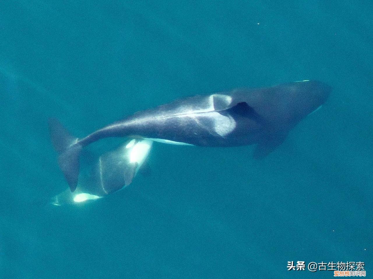 听说鲸鱼是哺乳动物，可它是通过什么方式来喂养小鲸鱼的呢 鲸鱼是哺乳动物吗