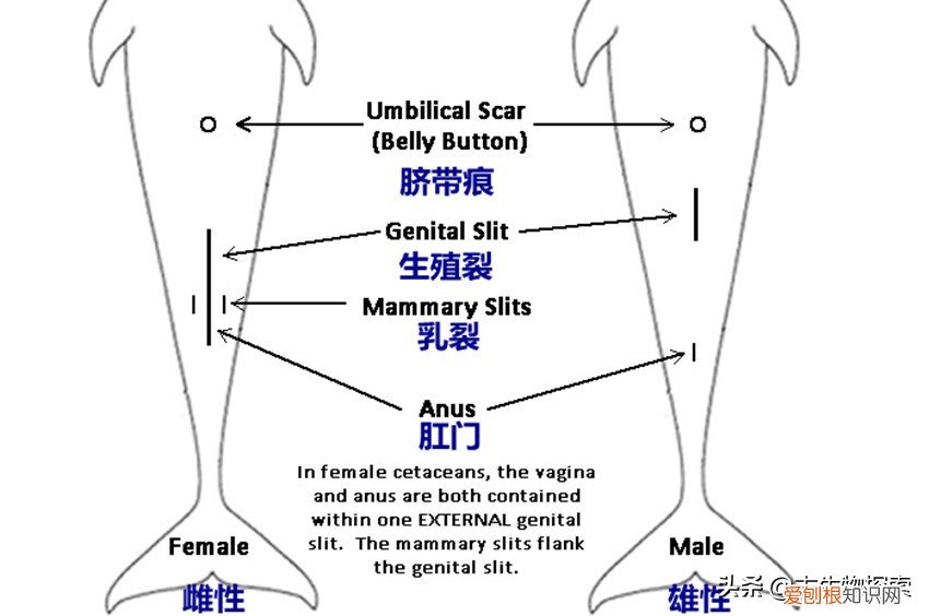 听说鲸鱼是哺乳动物，可它是通过什么方式来喂养小鲸鱼的呢 鲸鱼是哺乳动物吗