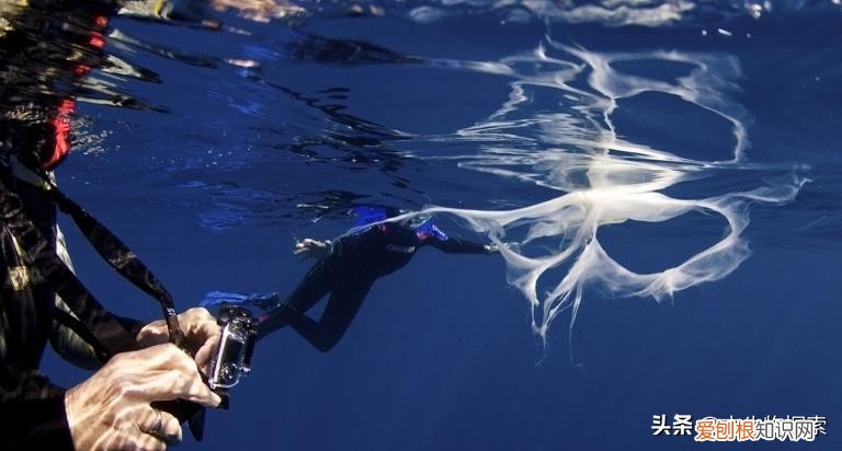 听说鲸鱼是哺乳动物，可它是通过什么方式来喂养小鲸鱼的呢 鲸鱼是哺乳动物吗