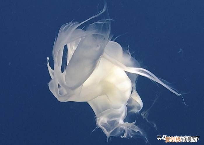 听说鲸鱼是哺乳动物，可它是通过什么方式来喂养小鲸鱼的呢 鲸鱼是哺乳动物吗