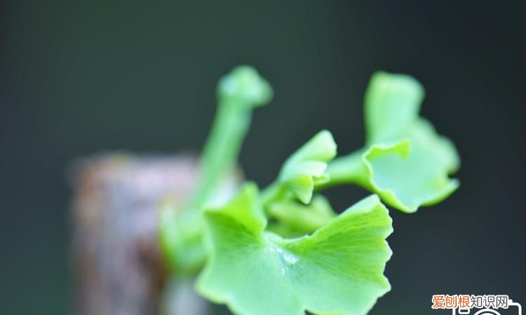 银杏树叶子变黄了怎么办 银杏树叶子变黄的原因及解决方法