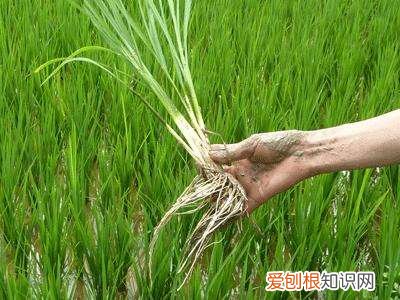 种植农作物离不了钾肥，钾肥有什么作用？过量施用钾肥有什么危害 钾肥的作用