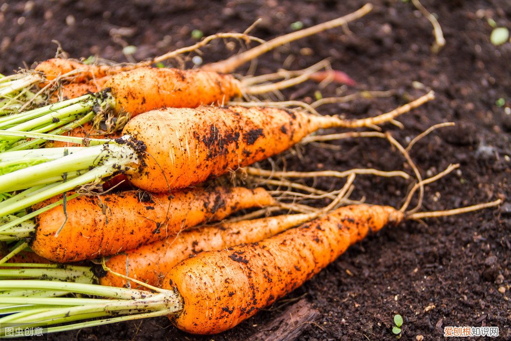 种植农作物离不了钾肥,钾肥有什么作用?过量施用钾肥有什么危害 钾肥的作用