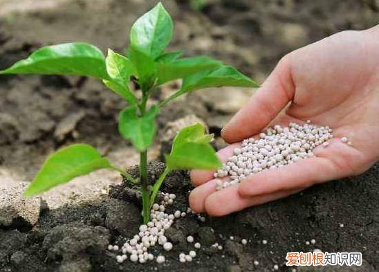 种植农作物离不了钾肥，钾肥有什么作用？过量施用钾肥有什么危害 钾肥的作用