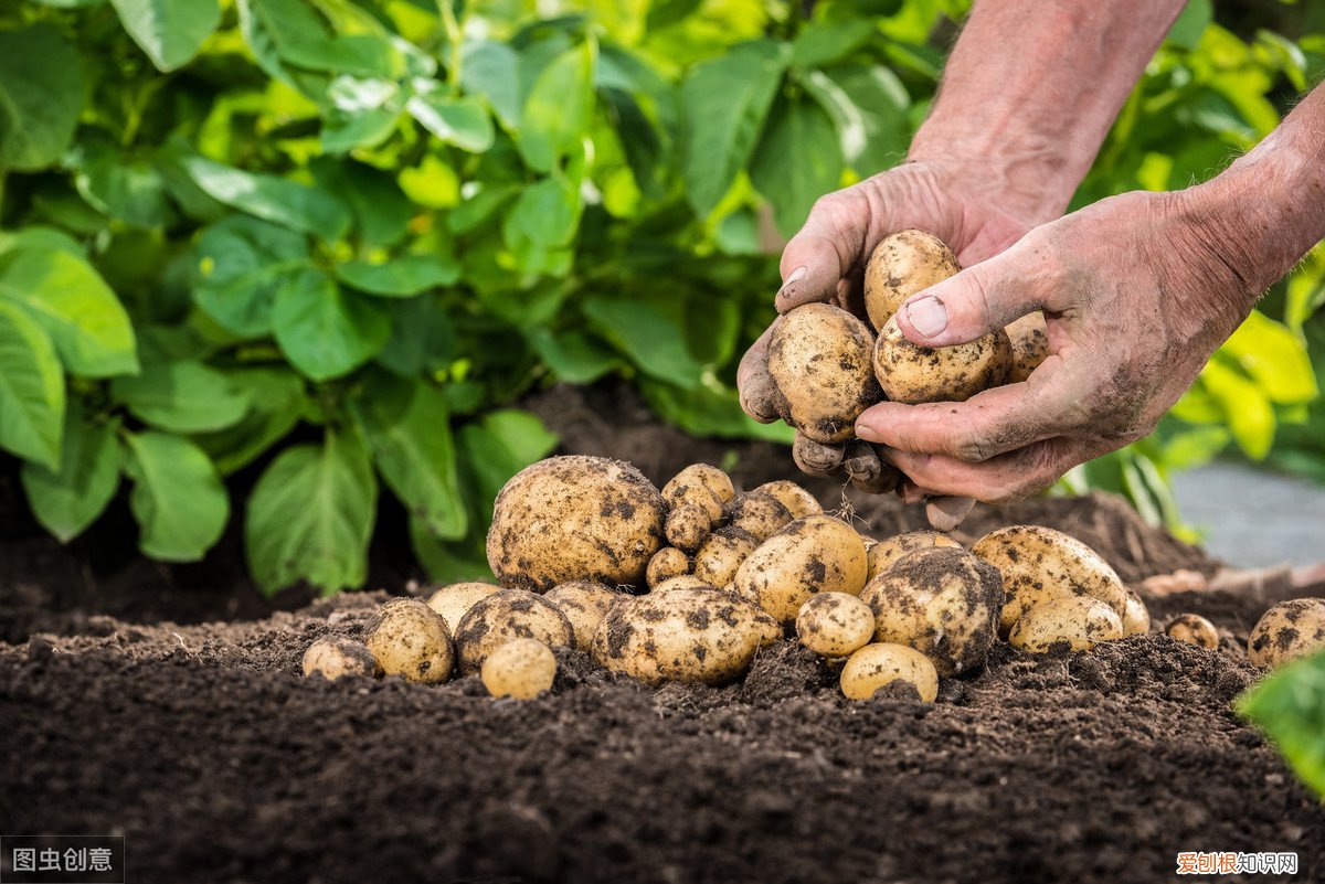 种植农作物离不了钾肥，钾肥有什么作用？过量施用钾肥有什么危害 钾肥的作用