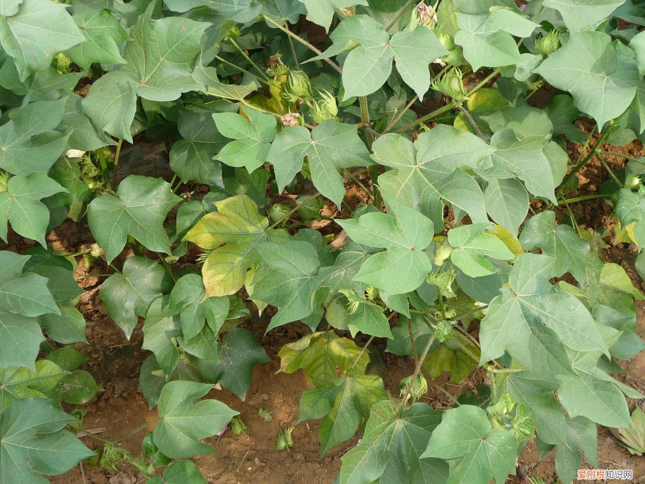 种植农作物离不了钾肥，钾肥有什么作用？过量施用钾肥有什么危害 钾肥的作用