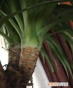 龙血树叶子开裂怎么办 龙血树叶子开裂怎么回事