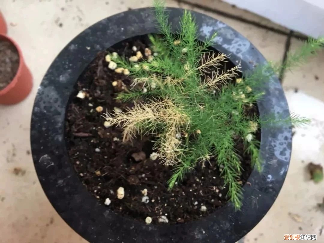 我的文竹为什么发黄了，有谁可以解答文竹应该怎么养 文竹叶子发黄怎么挽救