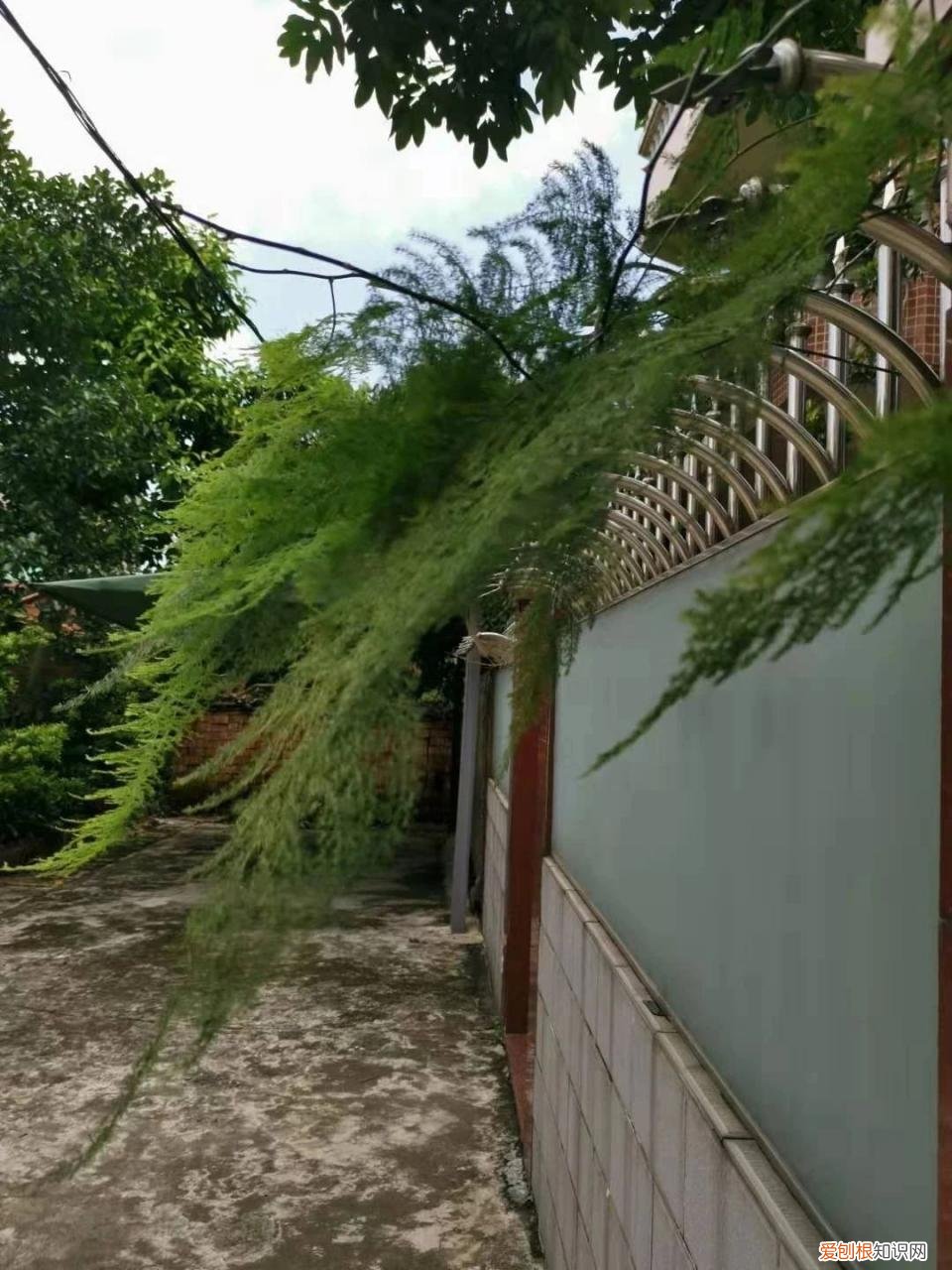 我的文竹为什么发黄了，有谁可以解答文竹应该怎么养 文竹叶子发黄怎么挽救