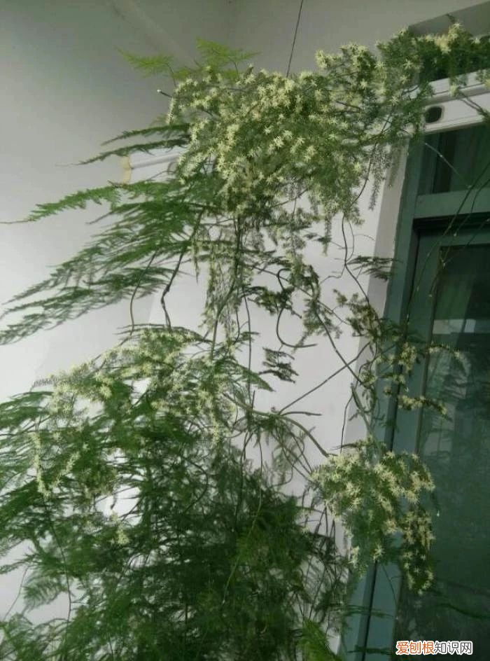 我的文竹为什么发黄了，有谁可以解答文竹应该怎么养 文竹叶子发黄怎么挽救