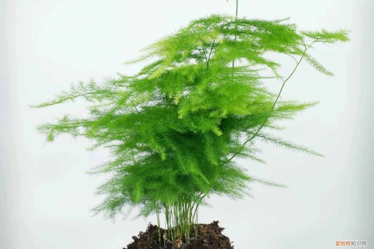 我的文竹为什么发黄了，有谁可以解答文竹应该怎么养 文竹叶子发黄怎么挽救