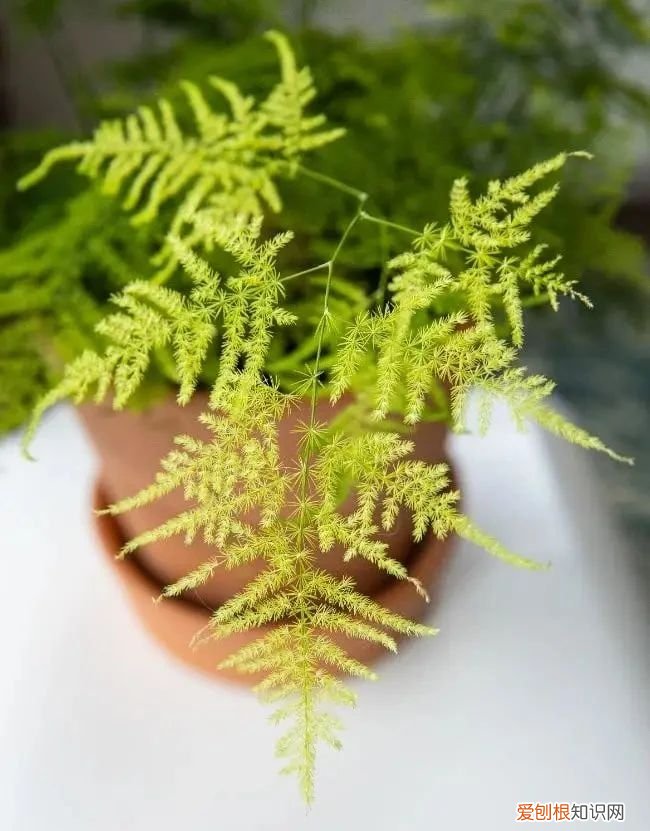 我的文竹为什么发黄了，有谁可以解答文竹应该怎么养 文竹叶子发黄怎么挽救