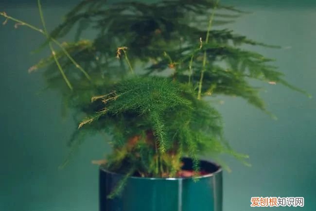 我的文竹为什么发黄了，有谁可以解答文竹应该怎么养 文竹叶子发黄怎么挽救