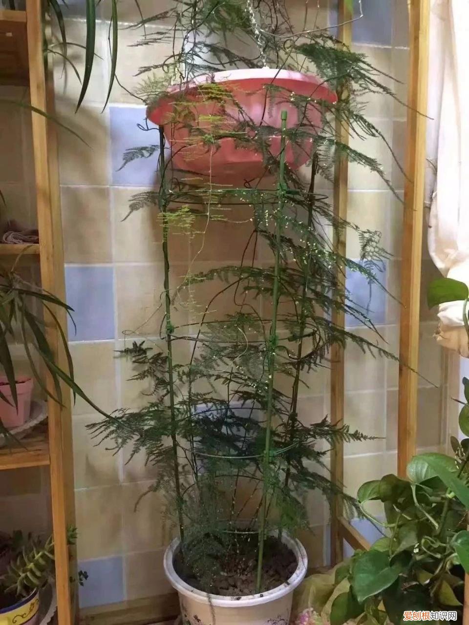 我的文竹为什么发黄了，有谁可以解答文竹应该怎么养 文竹叶子发黄怎么挽救