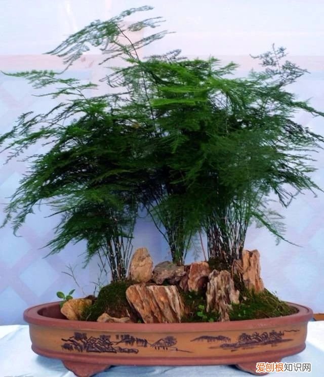 我的文竹为什么发黄了，有谁可以解答文竹应该怎么养 文竹叶子发黄怎么挽救