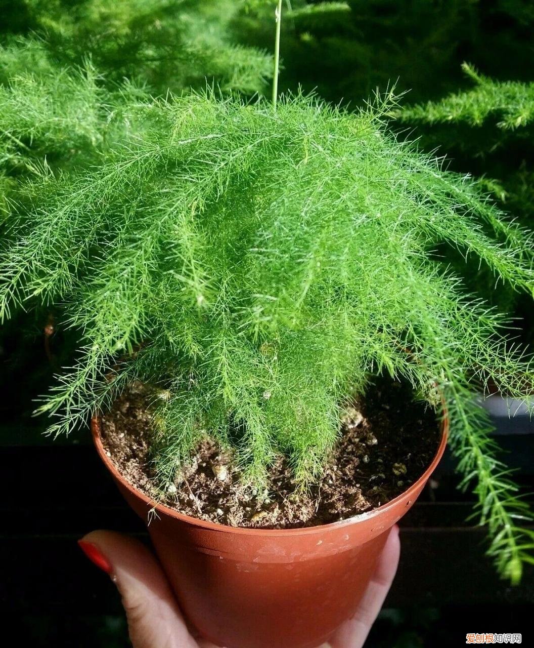 我的文竹为什么发黄了，有谁可以解答文竹应该怎么养 文竹叶子发黄怎么挽救