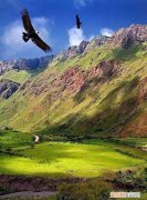 鹰有多大 鹰的身长，阿根廷巨鹰是世界第几大雕