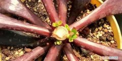 多肉植物多大可以砍头，怎么给多肉植物砍头 多肉植物砍头教程