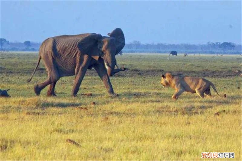 15米长蓝鲸误入繁殖地，被虎鲸分食，体型相差巨大为何被猎杀 蓝鲸有多大