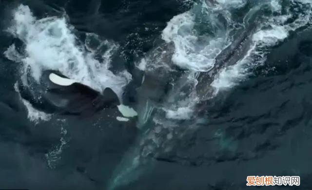 15米长蓝鲸误入繁殖地，被虎鲸分食，体型相差巨大为何被猎杀 蓝鲸有多大