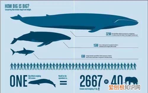 15米长蓝鲸误入繁殖地，被虎鲸分食，体型相差巨大为何被猎杀 蓝鲸有多大