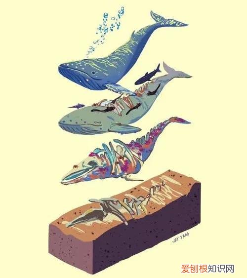 15米长蓝鲸误入繁殖地，被虎鲸分食，体型相差巨大为何被猎杀 蓝鲸有多大