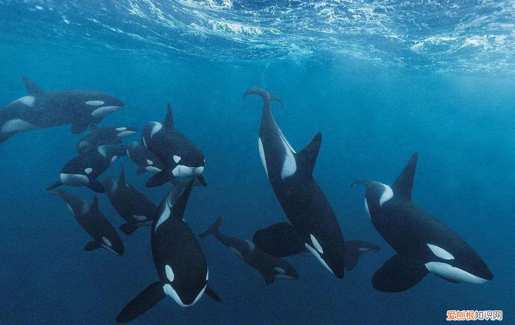 15米长蓝鲸误入繁殖地，被虎鲸分食，体型相差巨大为何被猎杀 蓝鲸有多大