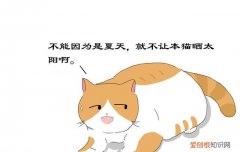 猫咪夏天掉毛怎么办 夏天猫掉毛怎么解决